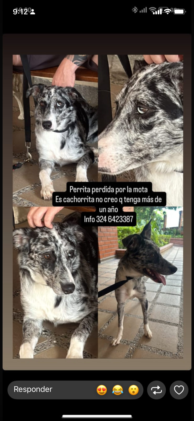 Foto de la mascota — perro