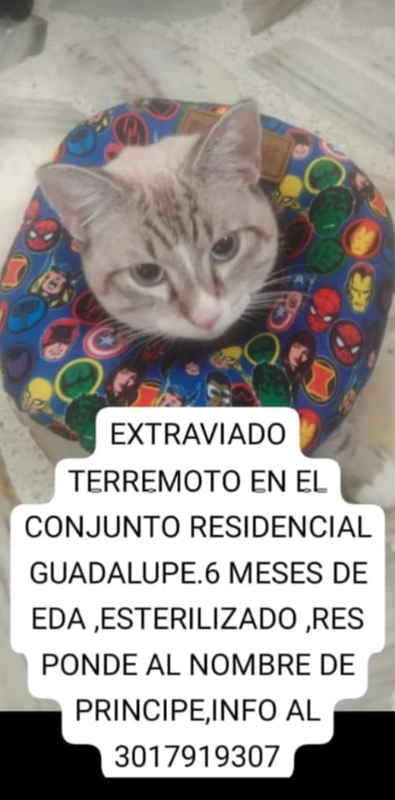 Foto adicional de Principe