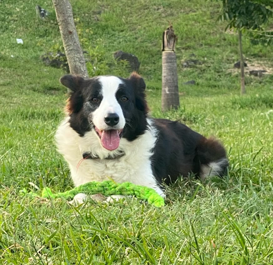 Foto adicional de AZUL