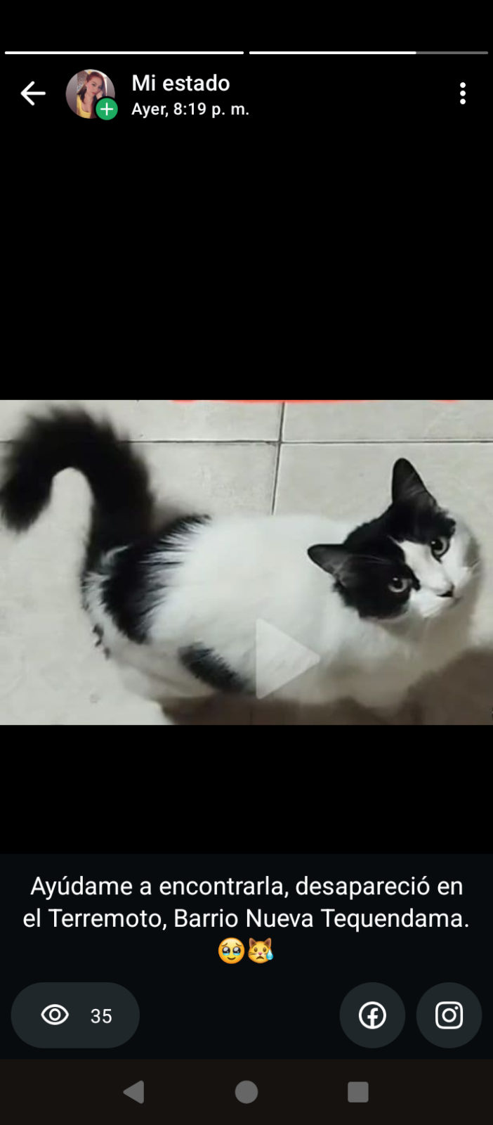 Foto de Tola — gato