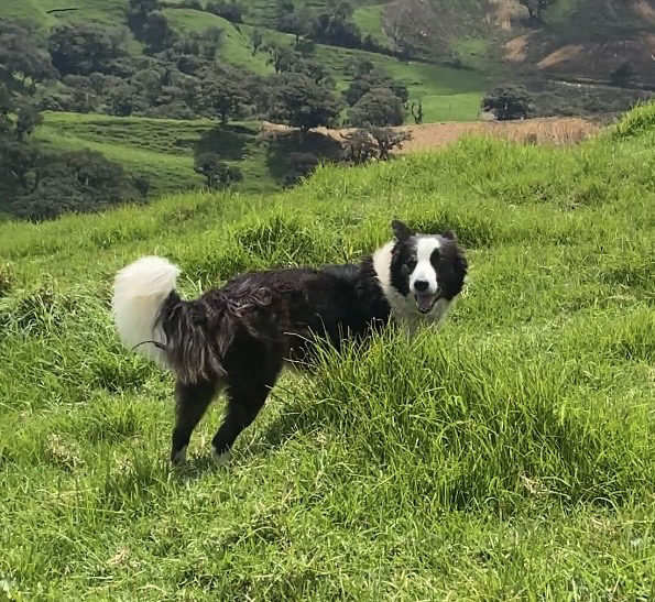 Foto de AZUL — perro
