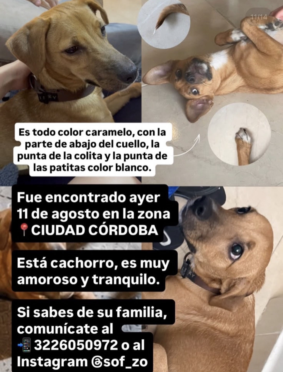 Foto de la mascota — perro