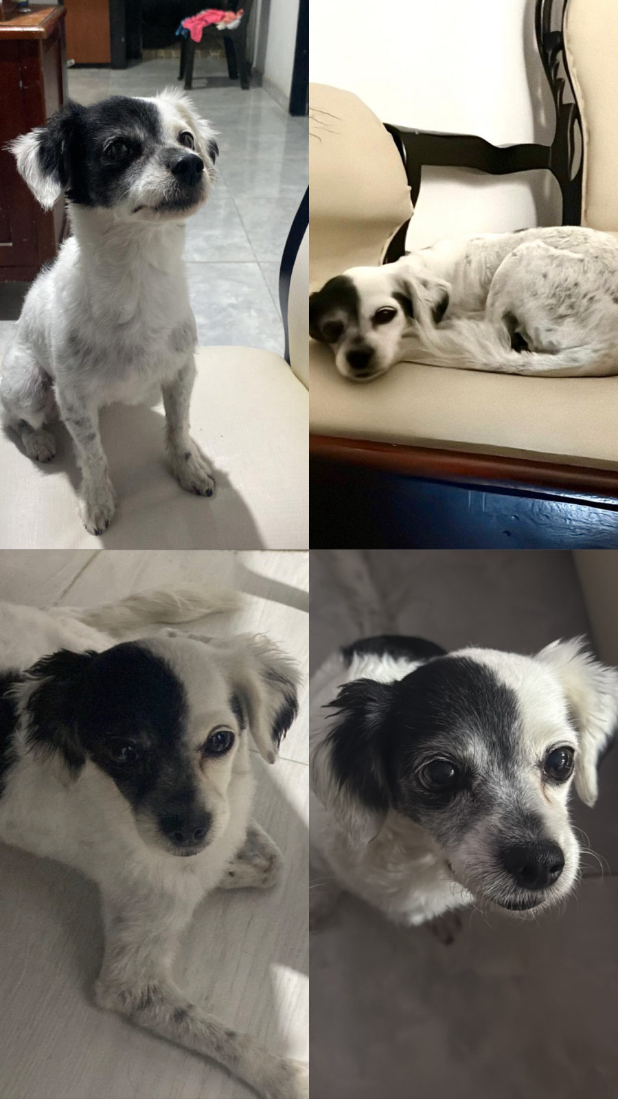 Foto de Sasha — perro