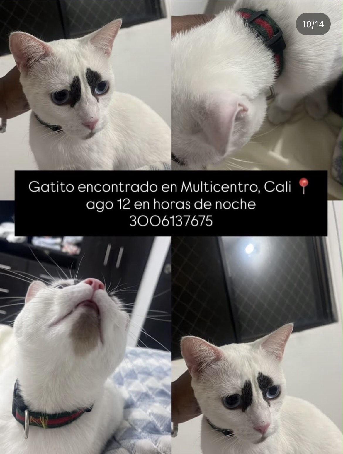 Foto de la mascota — gato