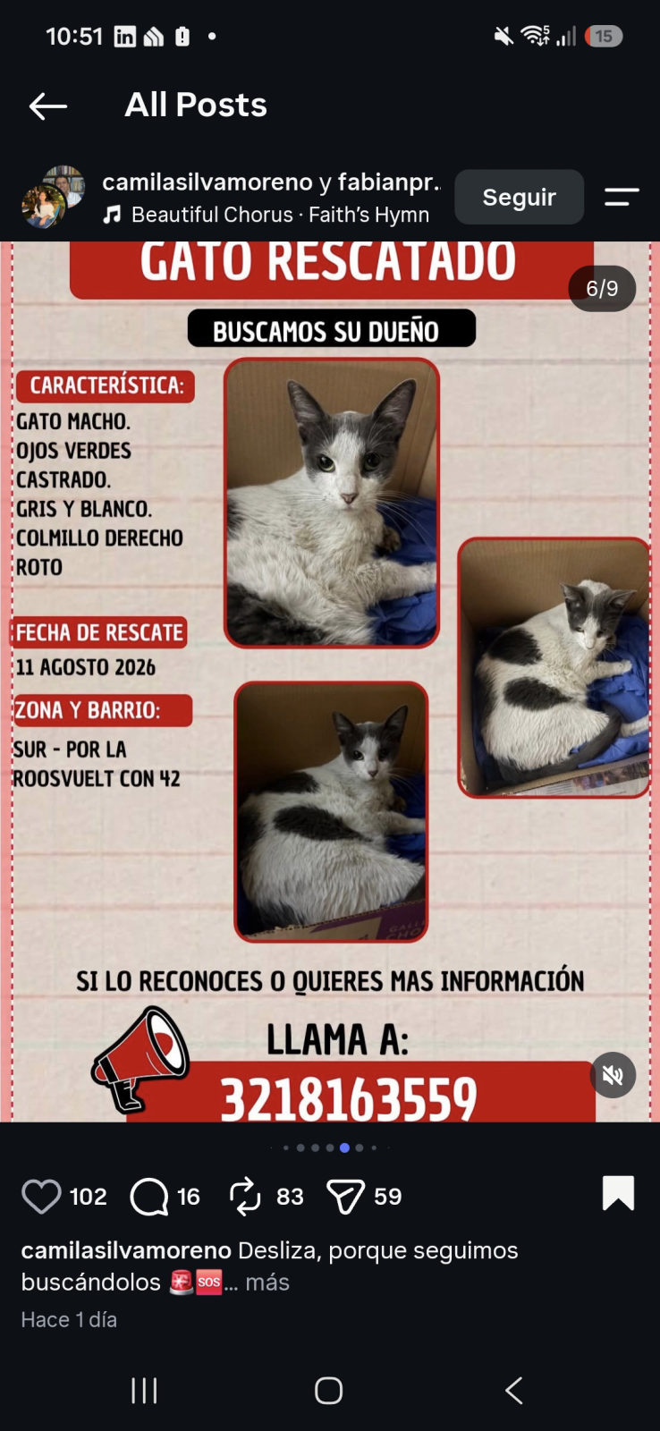 Foto de la mascota — gato