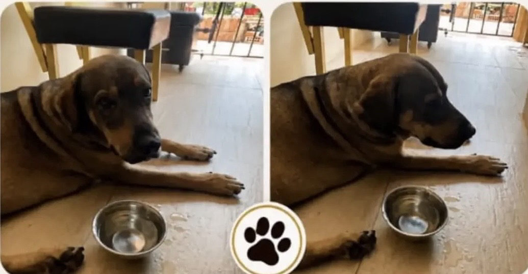 Foto de la mascota — perro