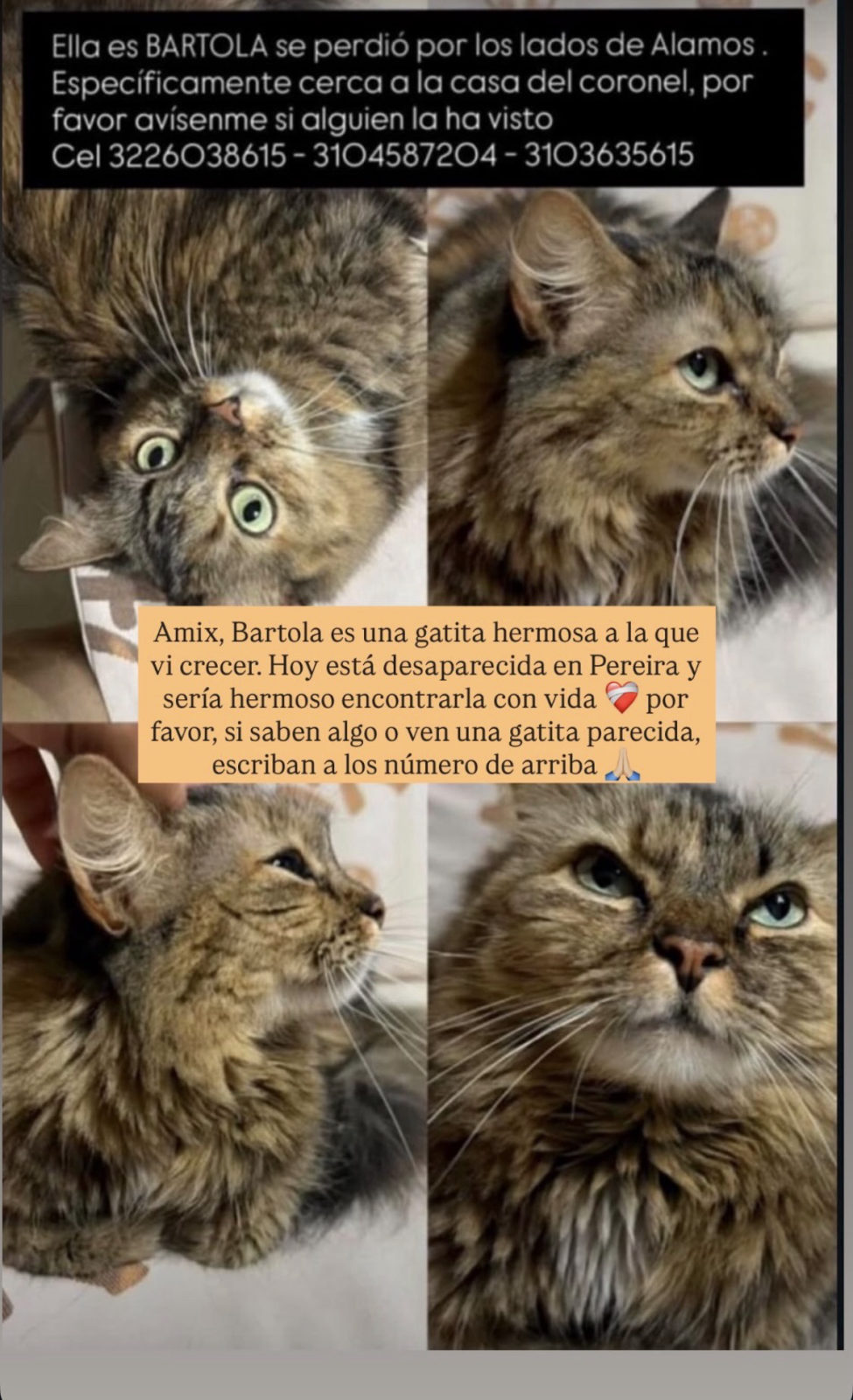 Foto de Bartola — gato