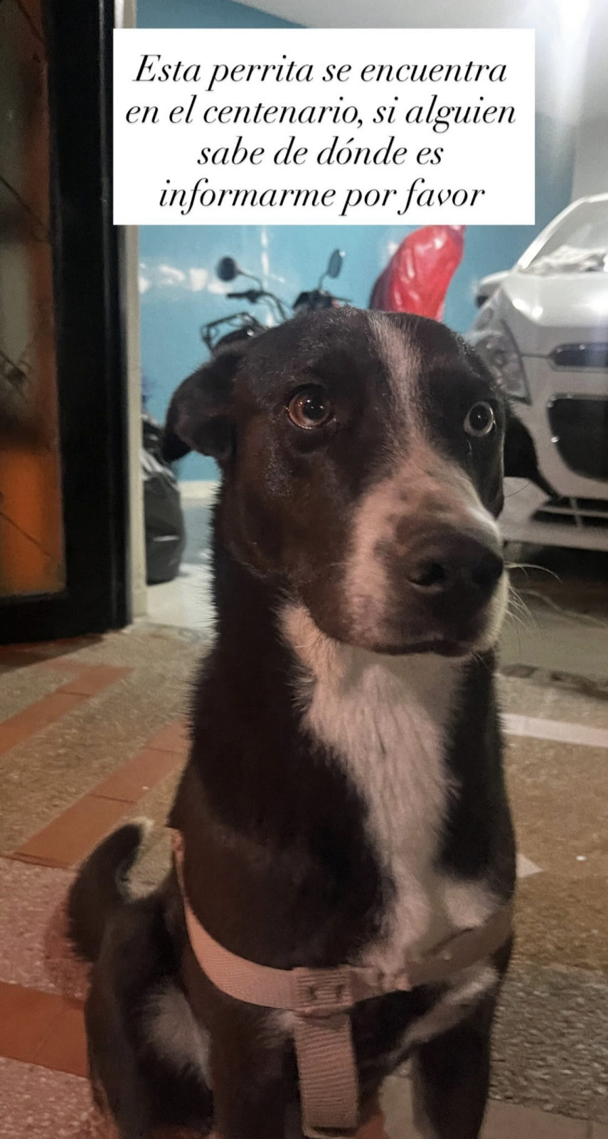 Foto de la mascota — perro