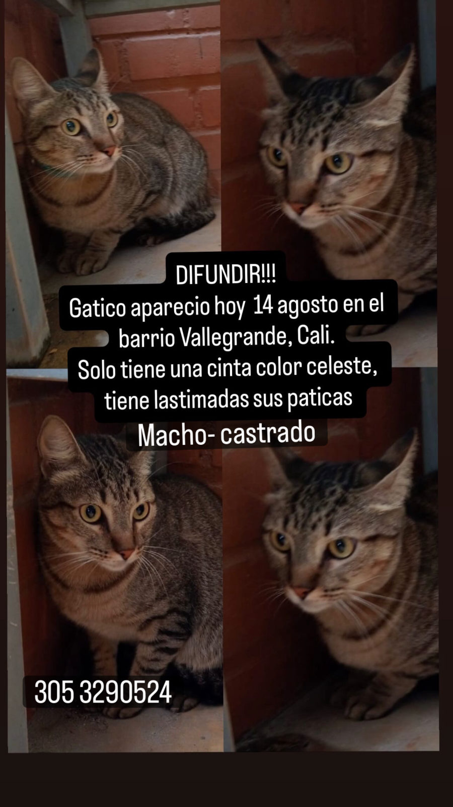 Foto de la mascota — gato