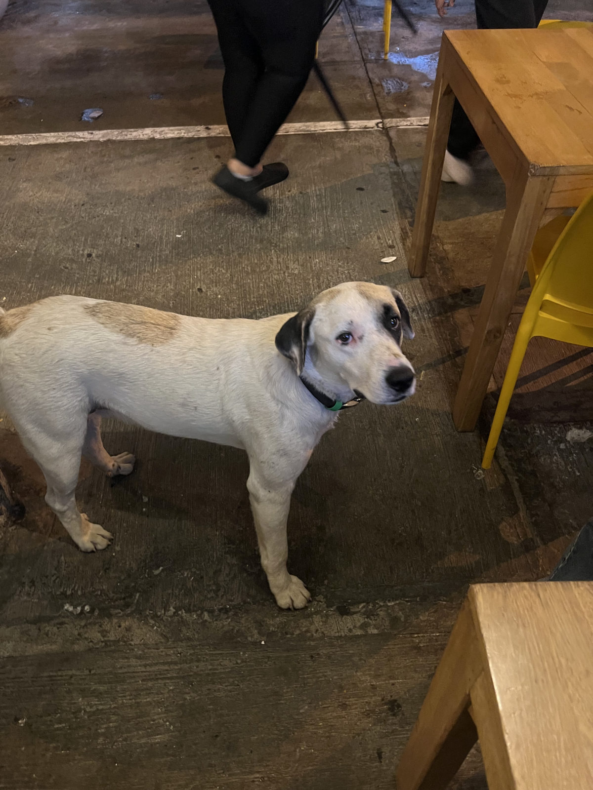 Foto de la mascota — perro