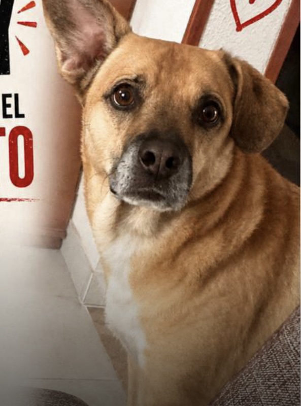 Foto de Lucky — perro