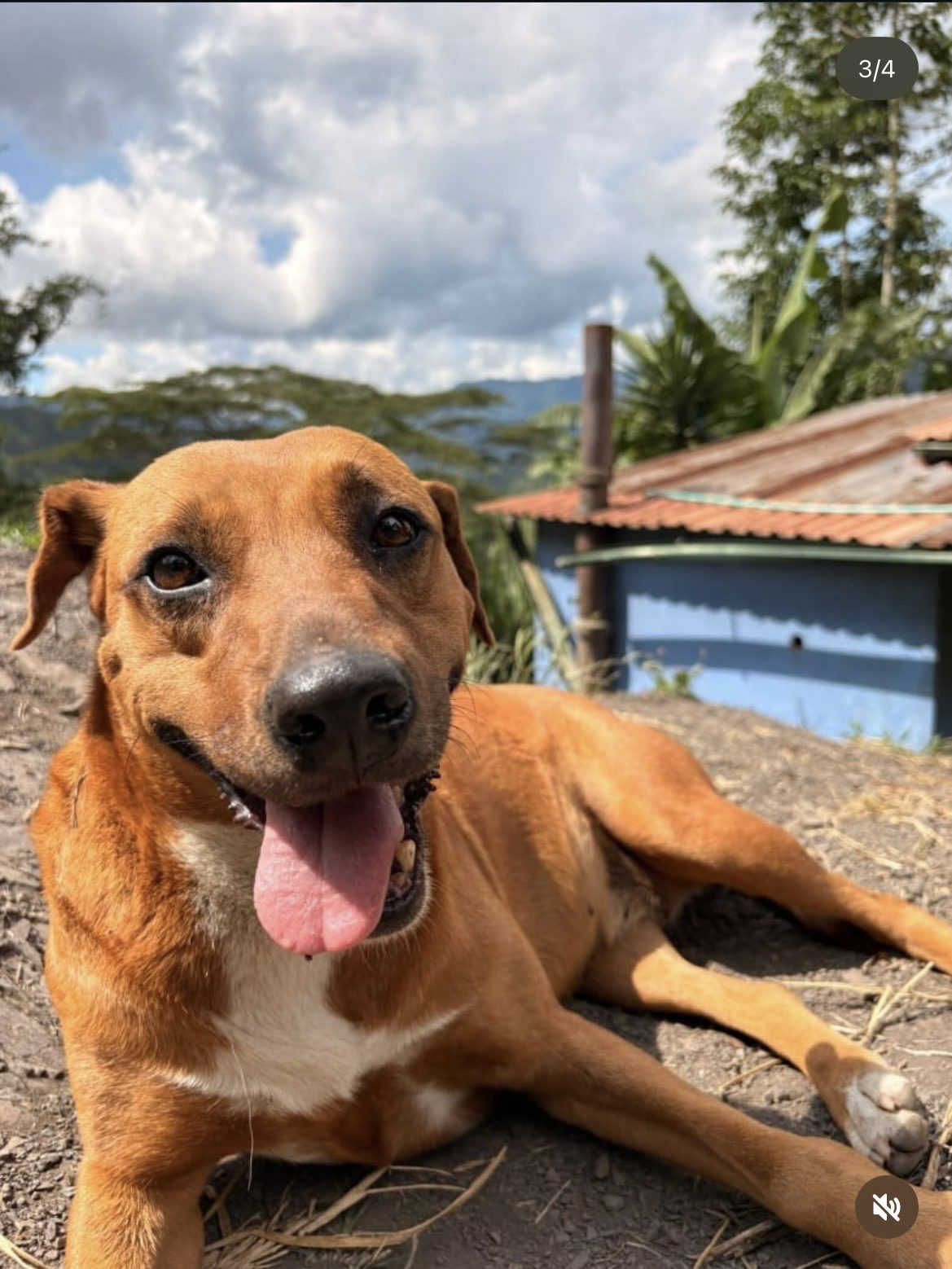 Foto de Princesa — perro