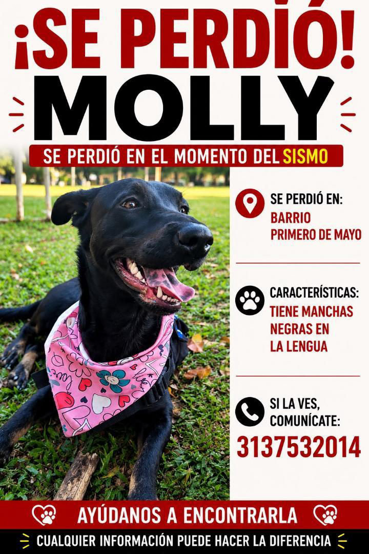 Foto de Molly — perro