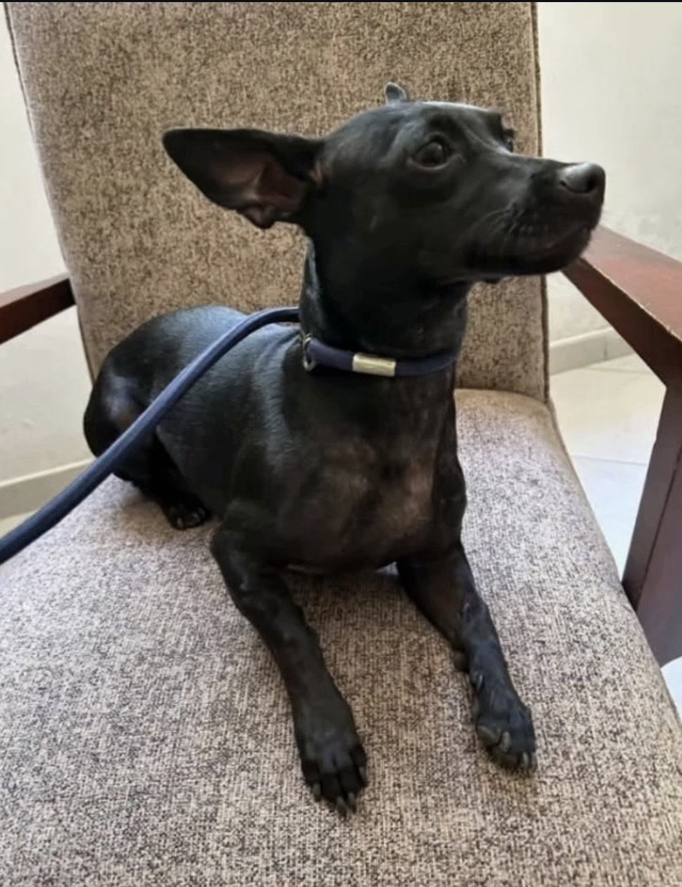 Foto de la mascota — perro