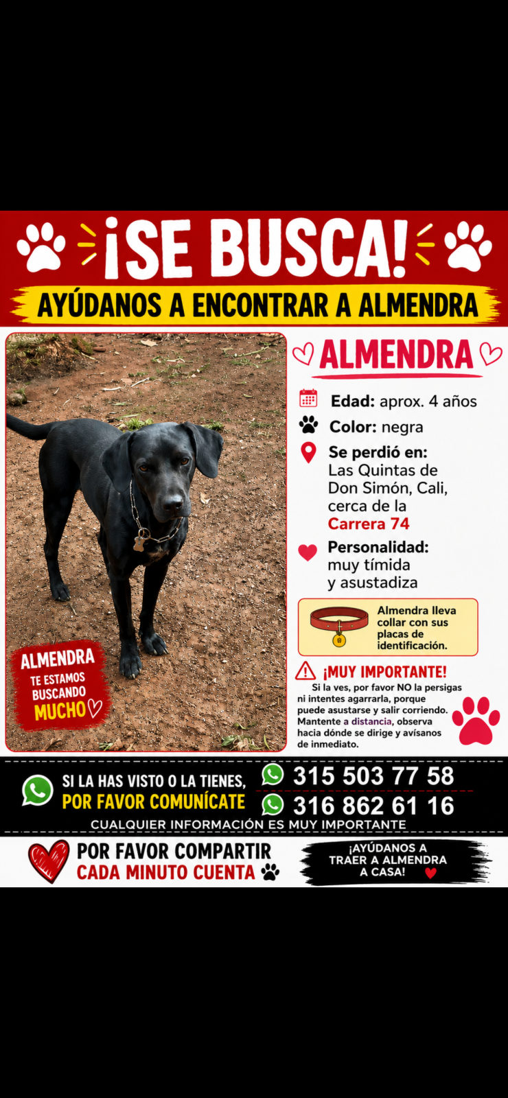 Foto de Almendra — perro