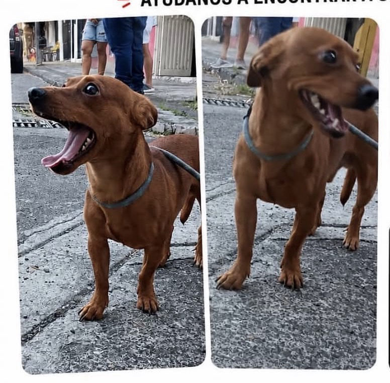 Foto de la mascota — perro