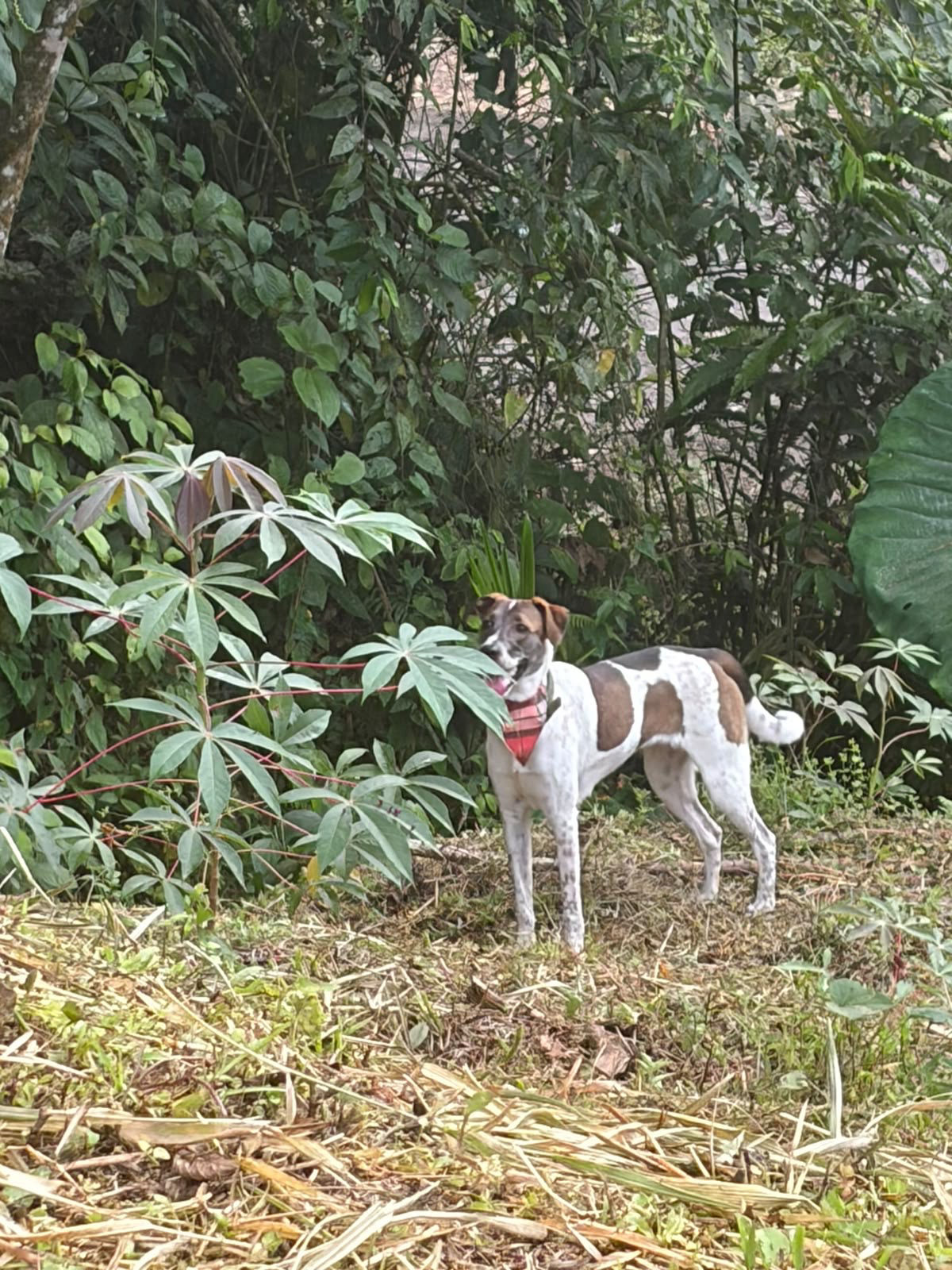 Foto adicional de Mila