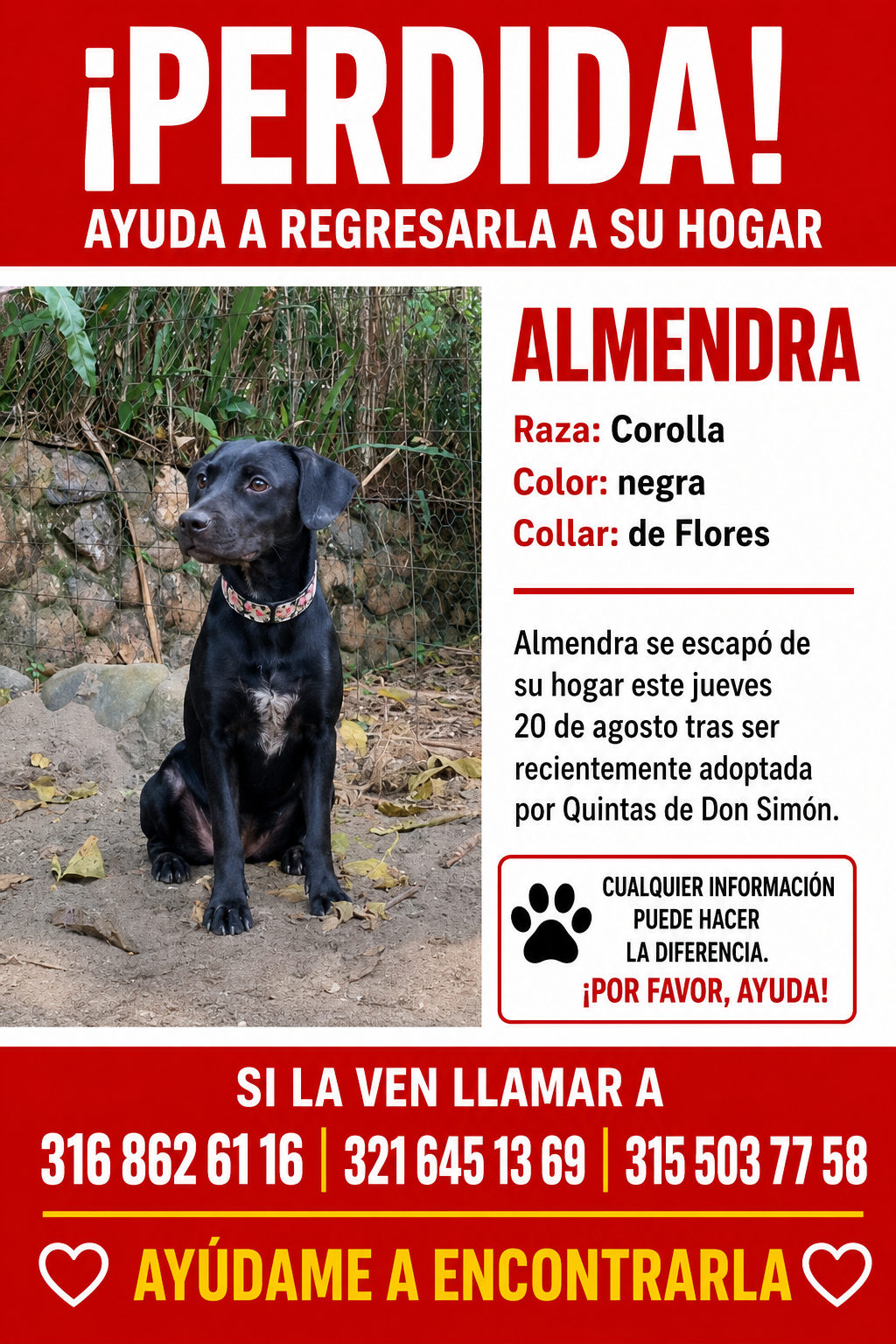 Foto de Almendra — perro