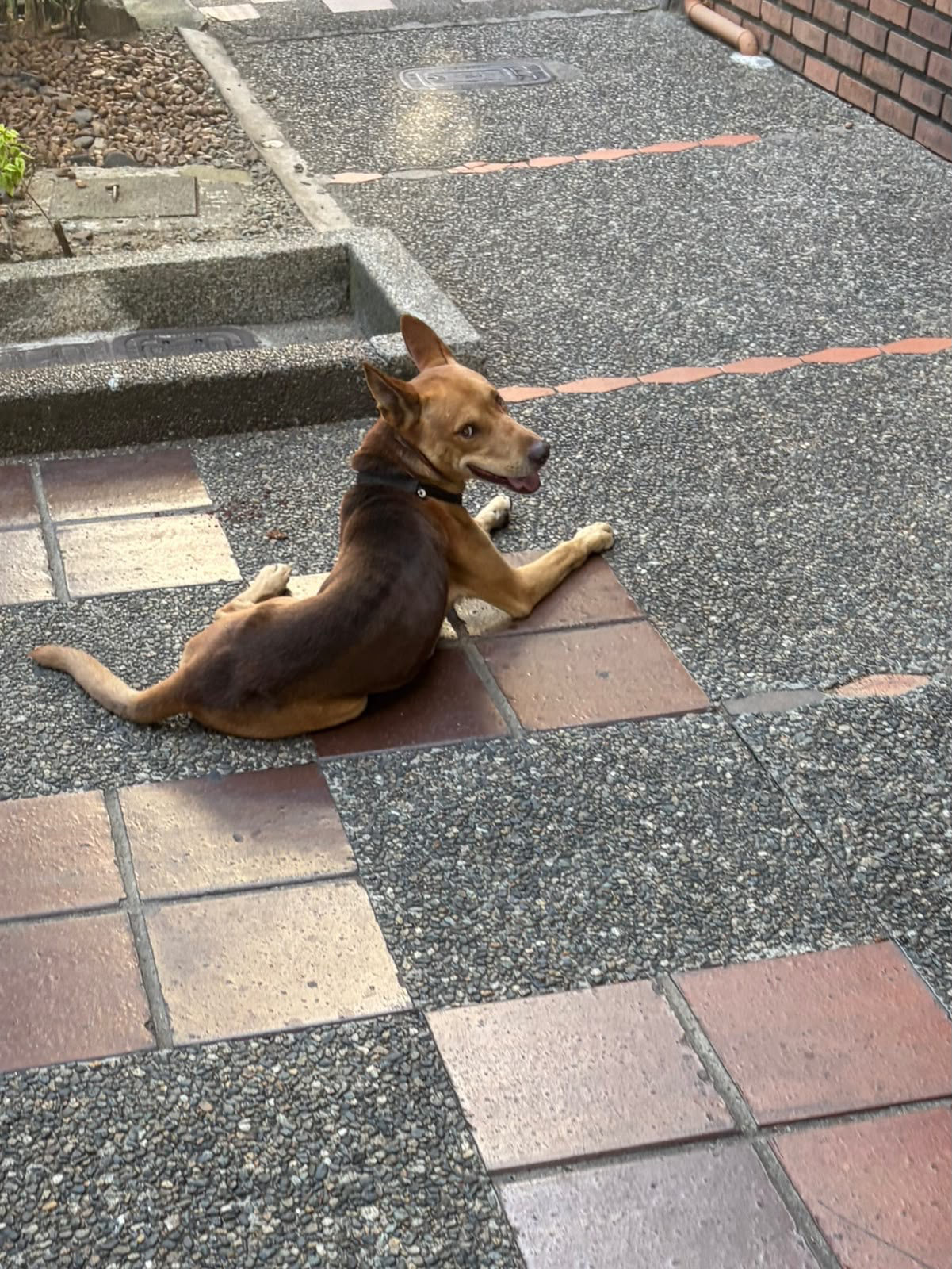Foto adicional de la mascota
