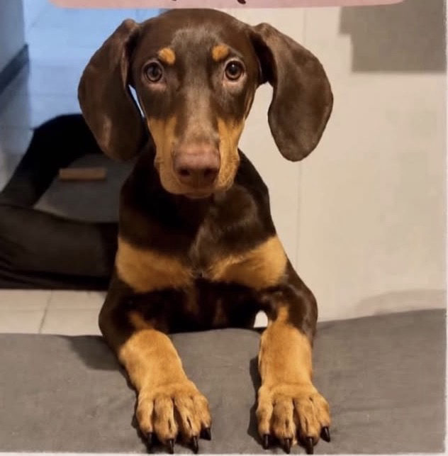 Foto de Mila — perro