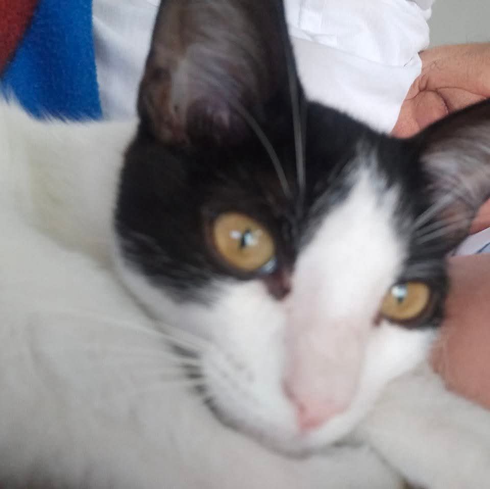 Foto de Batman — gato