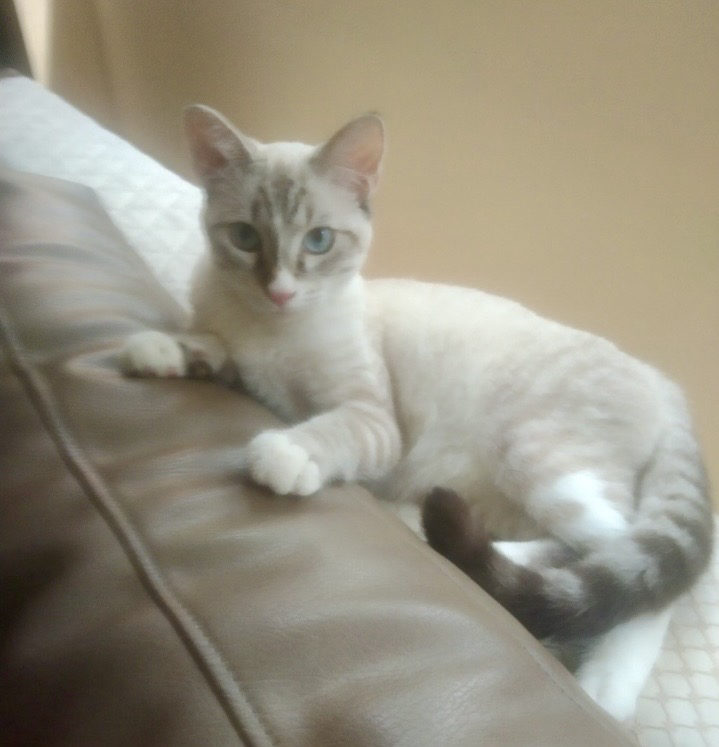 Foto de Principe — gato