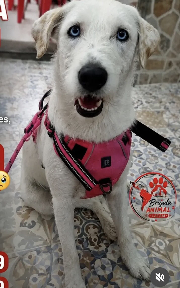 Foto de la mascota — perro