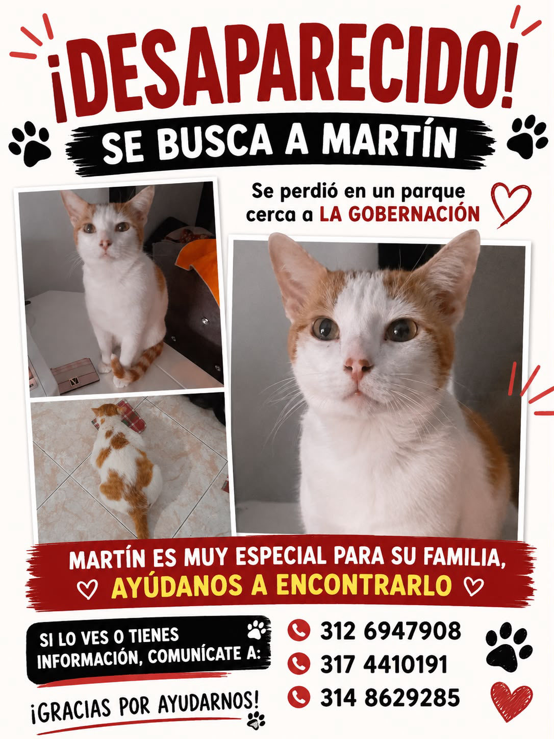 Foto de Martin — gato