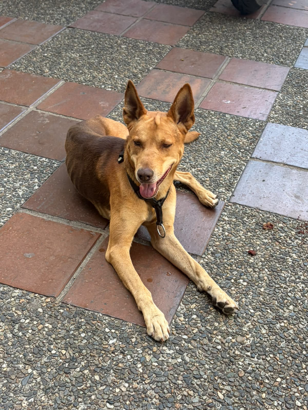 Foto de la mascota — perro