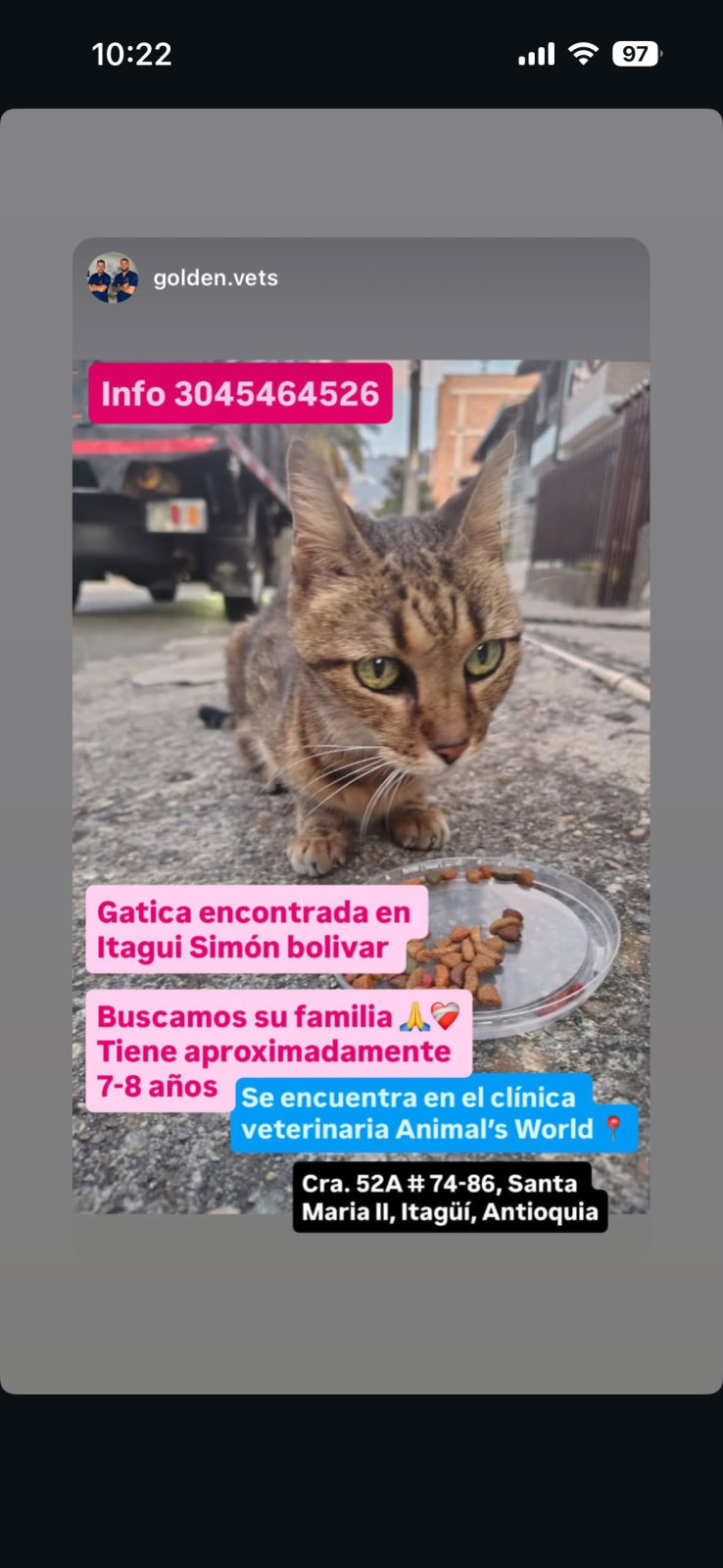 Foto de la mascota — gato