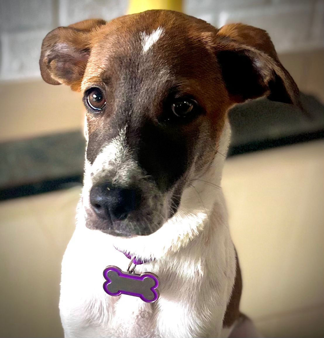 Foto de Mila — perro