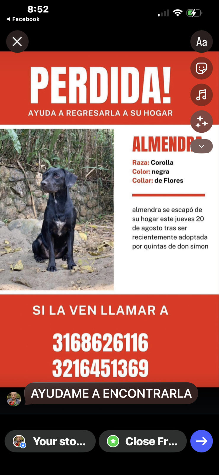 Foto adicional de Almendra