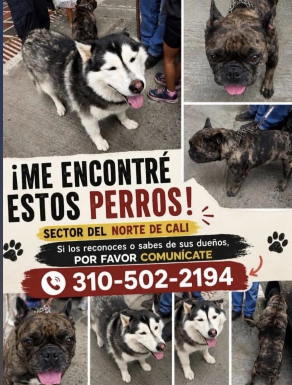 Foto de la mascota — perro