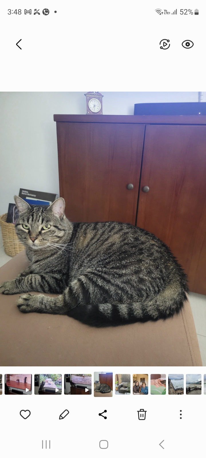 Foto de OTTO — gato